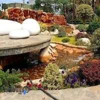 مجتمع گل و گیاه یاس آبی