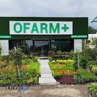 گل و گیاه پالم