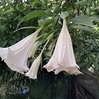 گل و گیاه توسکا