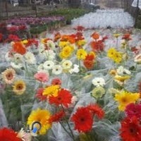 مجتمع گل و گیاه جاسمین