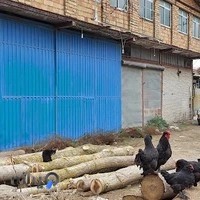 چوب روس رضا پورقاسم