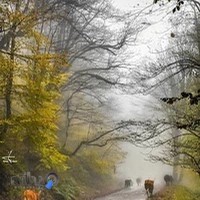 چوب بری و چوب فروشی نارون