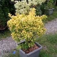 گلکده حیاط من و تو , فروش عمده گل و گیاه در چابکسر