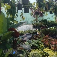 گل و گیاه آپارتمانی ترنج