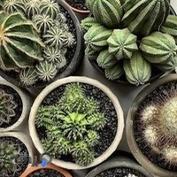 كافه كاكتوس