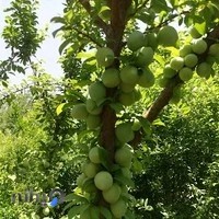 فروشگاه رب انار توت گردو لواشک عرقیات گیاهی گلپرک