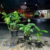 دکتر کاکتوس