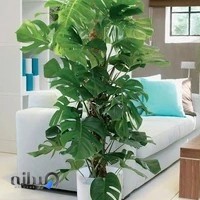 گلکده گل و گلدون