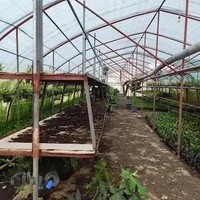 گلخانه دریملند