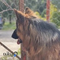 پت شاپ وی آی پی