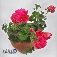 Ayeneh studio استودیو آینه