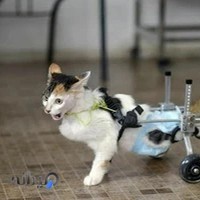 کیلینیک ارتوپدی فنی امید-