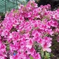 كافه باغ آلماني