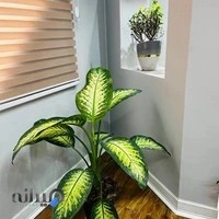 کلینیک زیبایی دکتر جهانشاهی