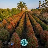 مجتمع گل و گیاه پردیسان ( سامان جعفری )