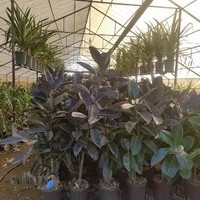 پرورش گل وگیاه آپارتمانی فیلتوس ( میثم)