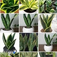 گلکده شالیزار1(ماچیانی.ایرانپرست)