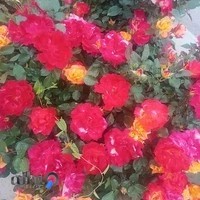 آموزشگاه پداگوژی،فن بیان و مهارتهای زندگی