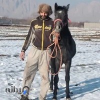 باشگاه سوارکاری شقایق