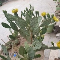 مرکز فیزیوتراپی و ماساژ سبز