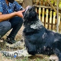 کلینیک سیار دامپزشکی