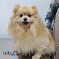 کلینیک تخصصی دامپزشکی رویان(رویال)