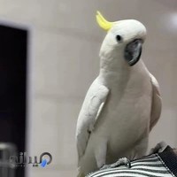 کلینیک دامپزشکی اسپادانا