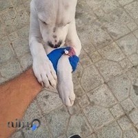 کلینیک سیار دامپزشکی سپاهانشهر