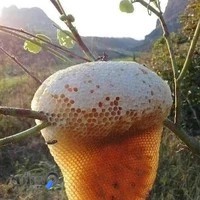 مواد غذایی ارگانیک