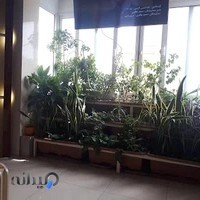 دکتر الهه میر طلایی