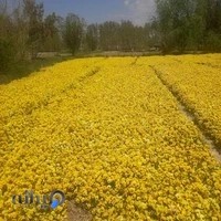 دکتر مهدی سالمی