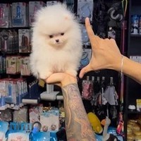 پتشاپ رضا طاهری