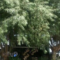 تاکسی سرویس فجر