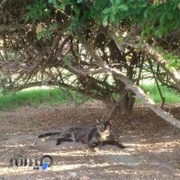 فروشگاه صنایع دستی گلها