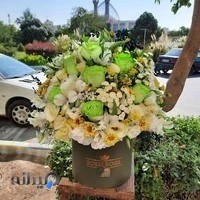 گل آمستردام