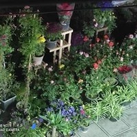 گلفروشی باغچه سرای بهشت