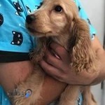 کلینیک دامپزشکی تخصصی آشیان کرمان