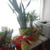 عالی و عالی