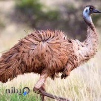 داروخانه دامپزشکی دکتر اکابری