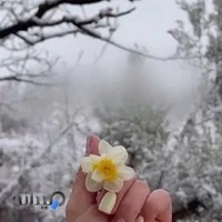 کلنیک تخصصی پوست مو لیزر جراحی رز