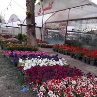 گل و گیاه اصفهان ناز