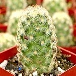 گل فروشی کرمان - فروشگاه کاکتوس طبیعت