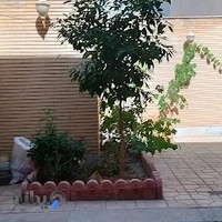 اجاره روزانه سوئیت