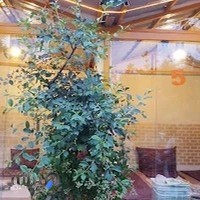 باغ رستوران پاکو