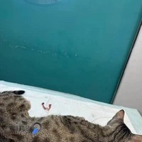 مرکز عقیم سازی سگ و گربه مشتاق