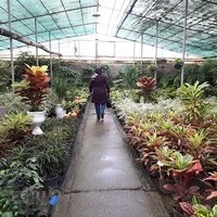 گلخانه بهروز