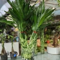 آکادمی بن سای