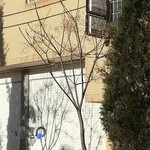 دکتر عصمت رزازی