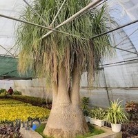 پخش گل گیاه آپارتمانی عشقه