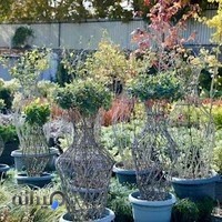 Maranta Plants گلکده مارانتا